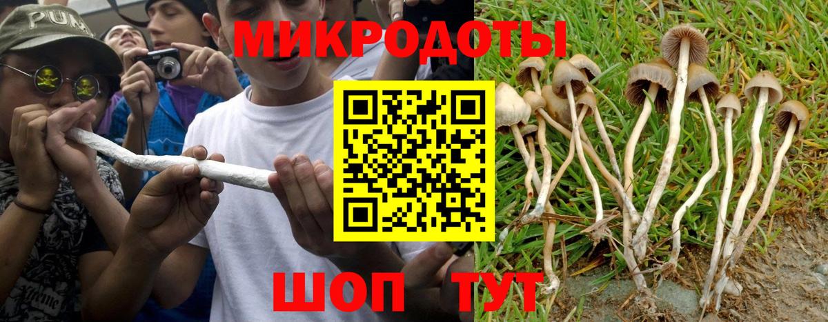 Псилоцибиновые грибы Psilocybine cubensis Камышлов