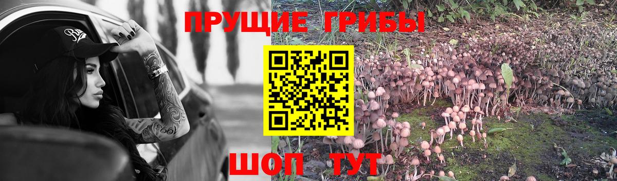 Псилоцибиновые грибы Cubensis  Псилоцибиновые грибы GOLDEN TEACHER  Камышлов  Вход с VPN 